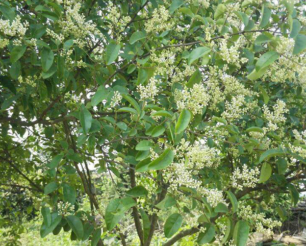 桂花樹(shù)20
